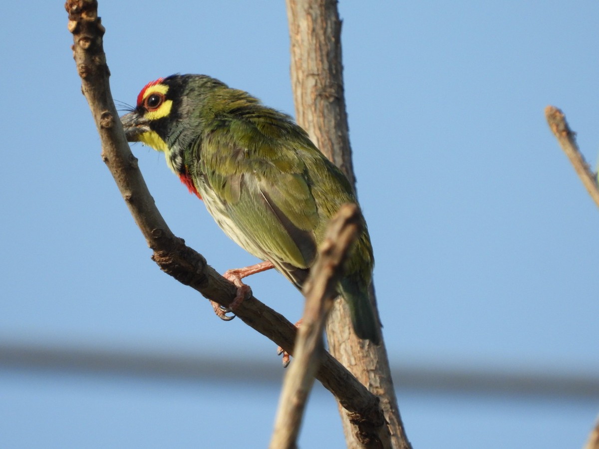 Coppersmith Barbet - Lakshmikant Neve