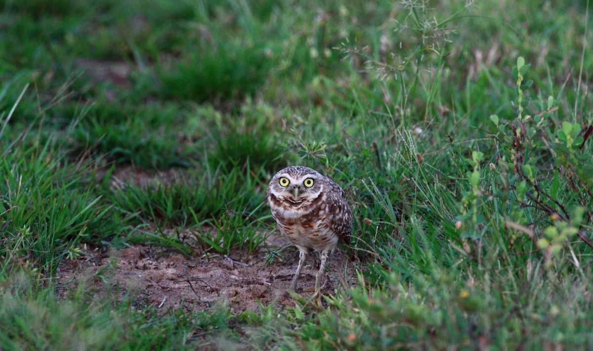Burrowing Owl - ML23367501