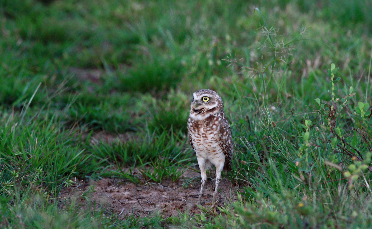 Burrowing Owl - ML23367521