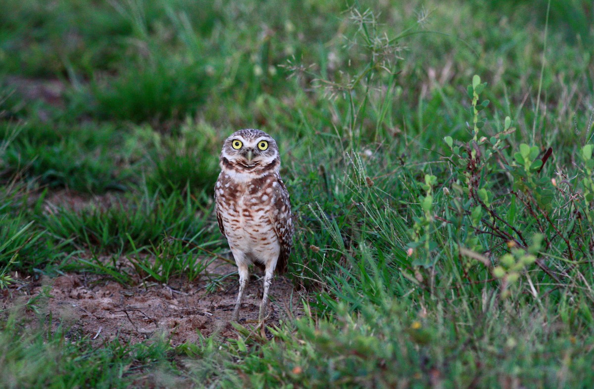 Burrowing Owl - ML23367531