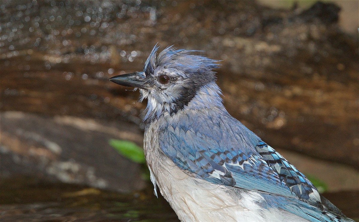 Blue Jay - Harlan Stewart