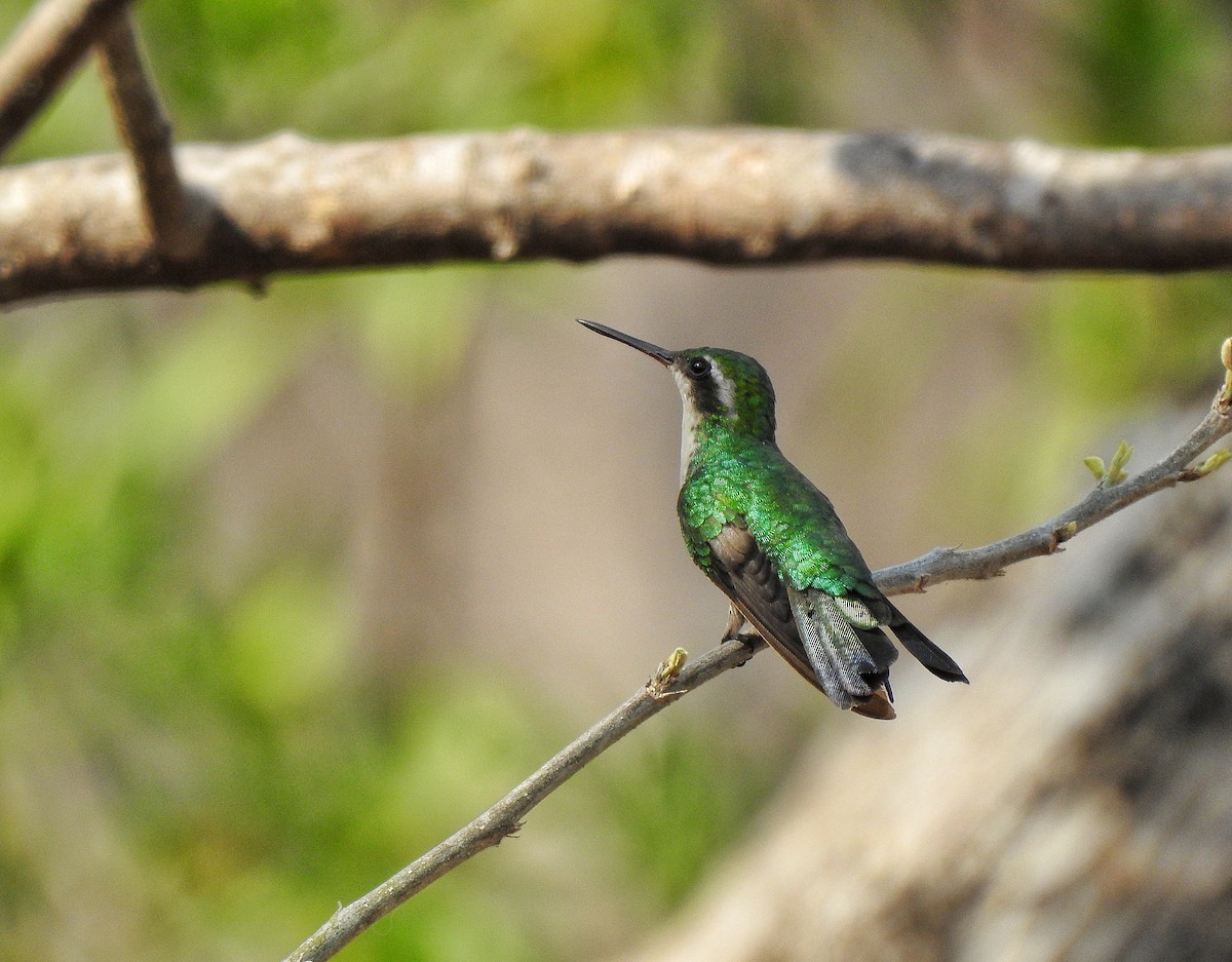 Canivet's Emerald - ML233677001