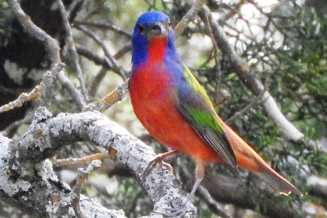 Painted Bunting - ML233678921
