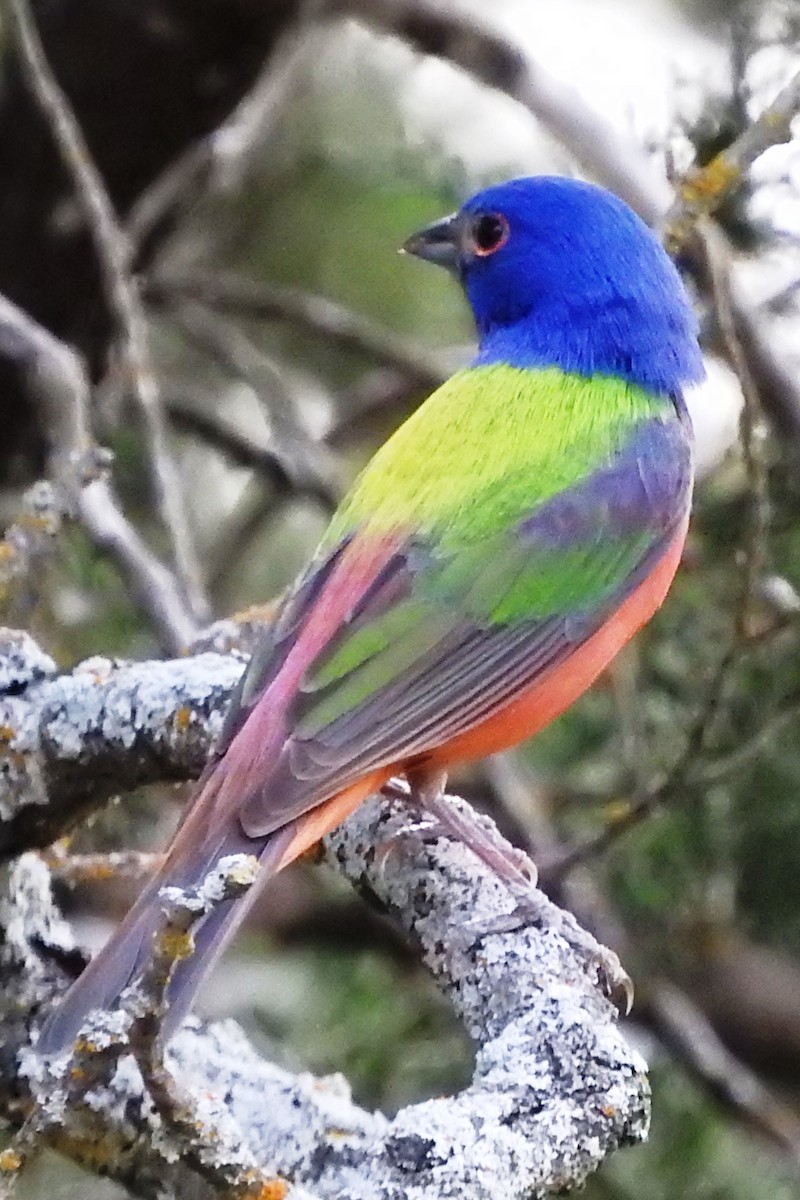 Painted Bunting - ML233678941