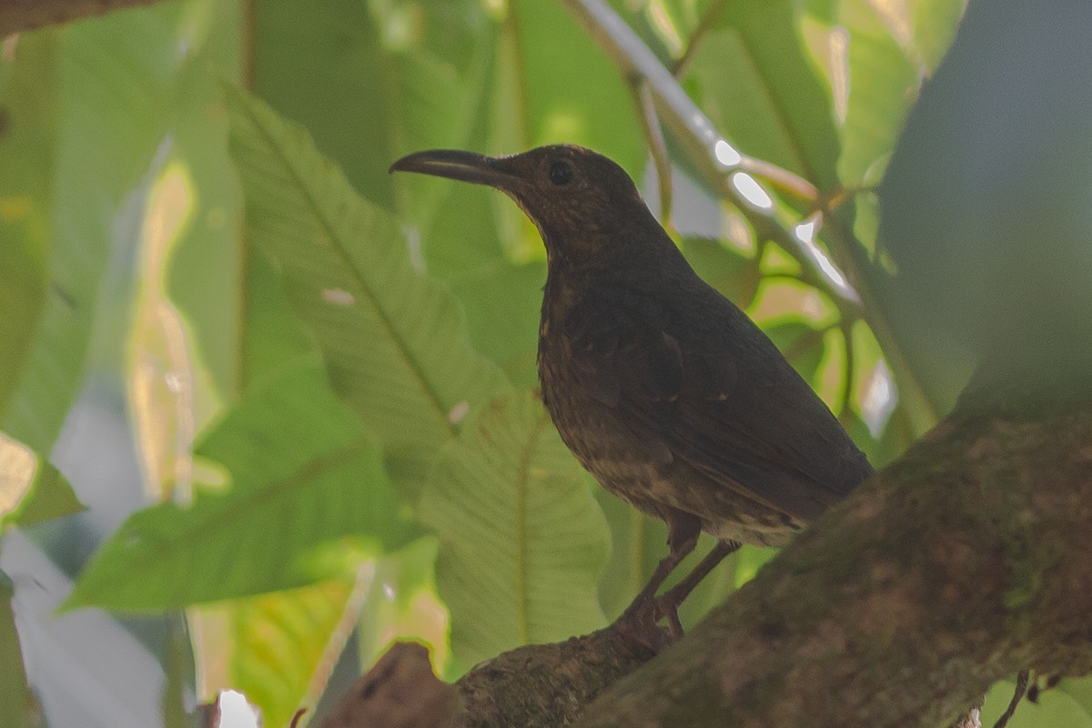 Long-billed Thrush - Dibyendu Ash