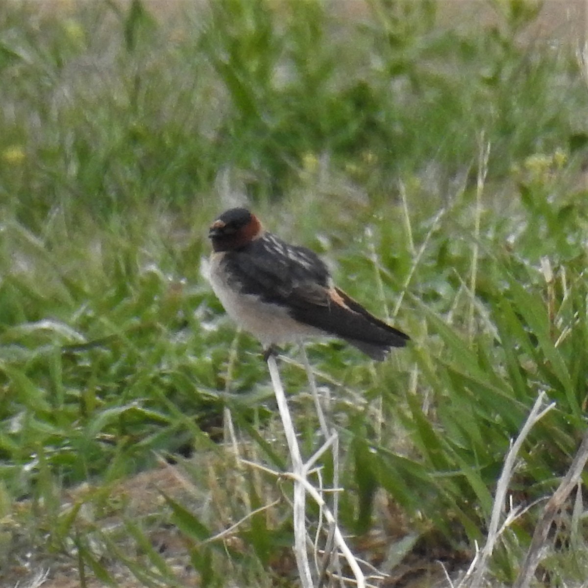 Cliff Swallow - ML233684621