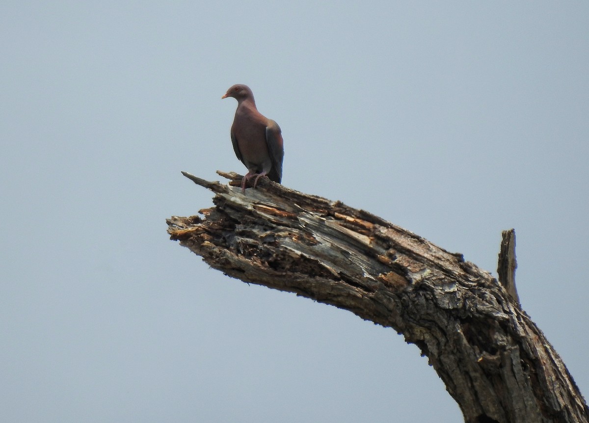 Pigeon à bec rouge - ML233686291