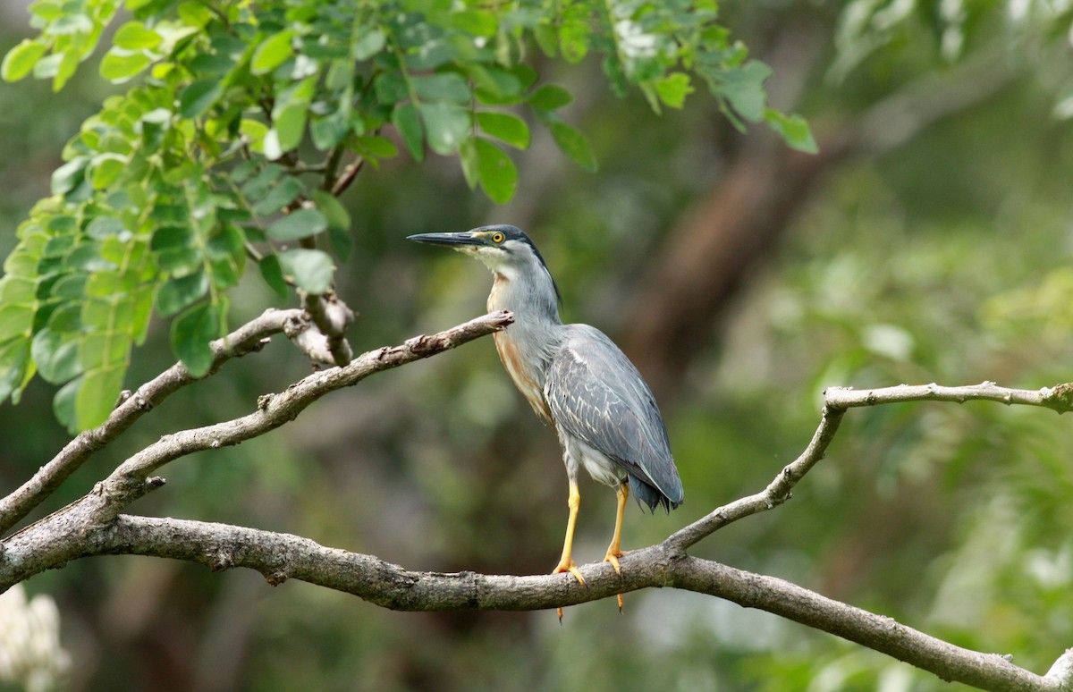 Striated Heron - ML23368831