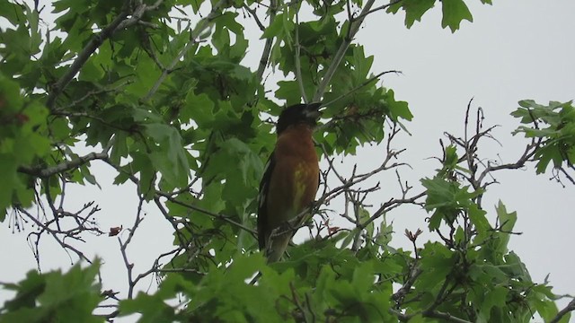Black-headed Grosbeak - ML233688441