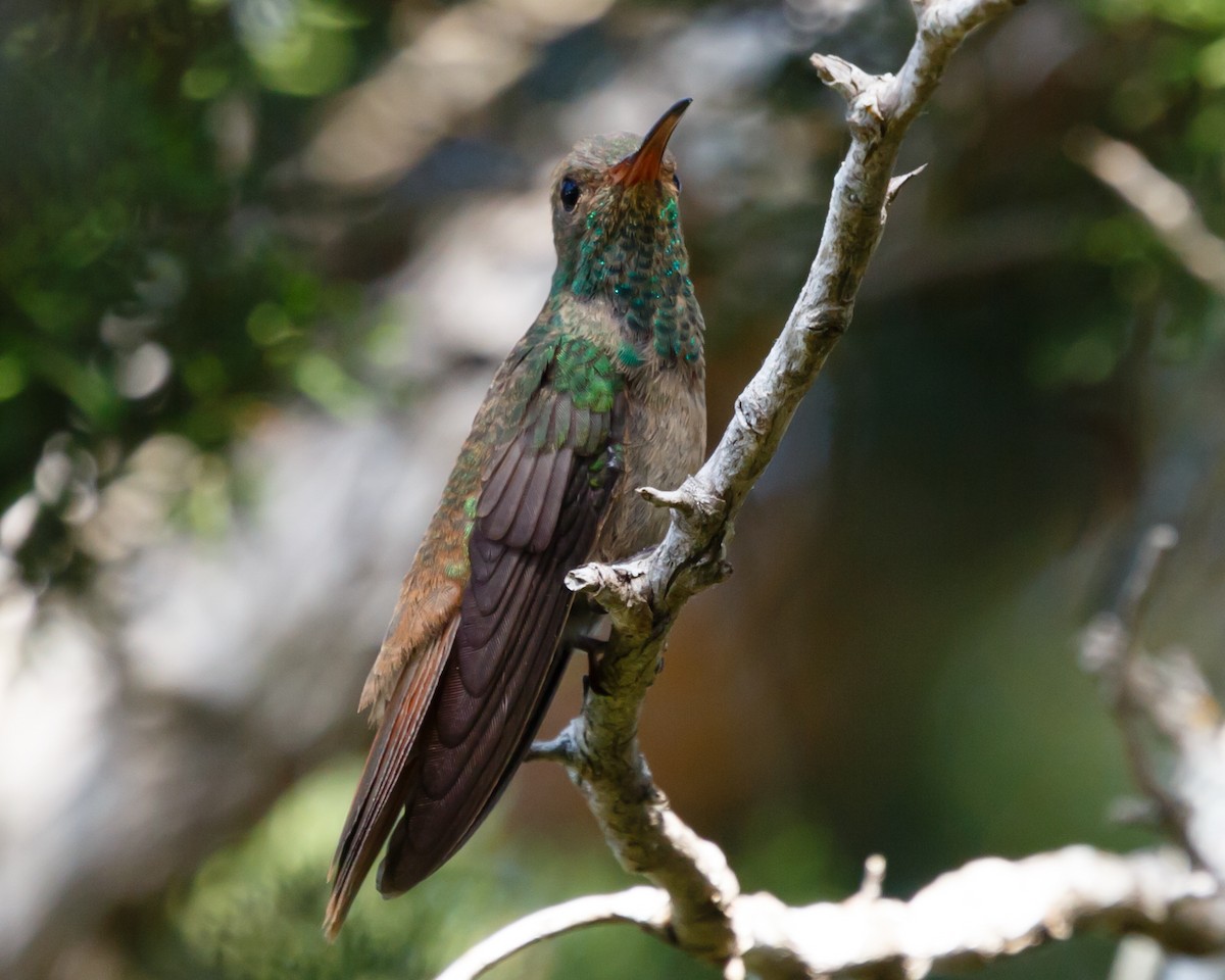 Buff-bellied Hummingbird - ML233690831