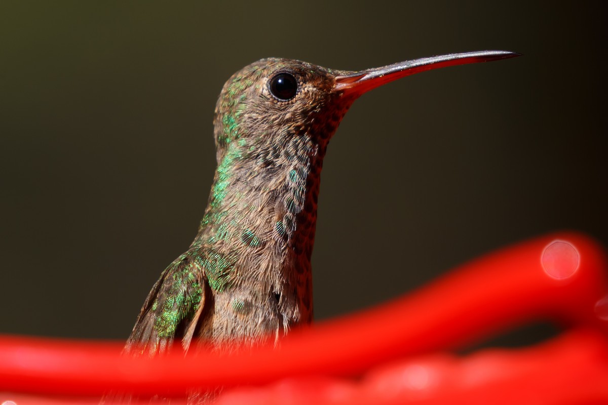 Buff-bellied Hummingbird - ML233690841