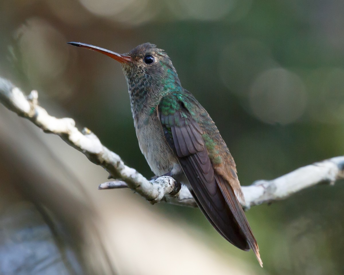 Buff-bellied Hummingbird - ML233690851