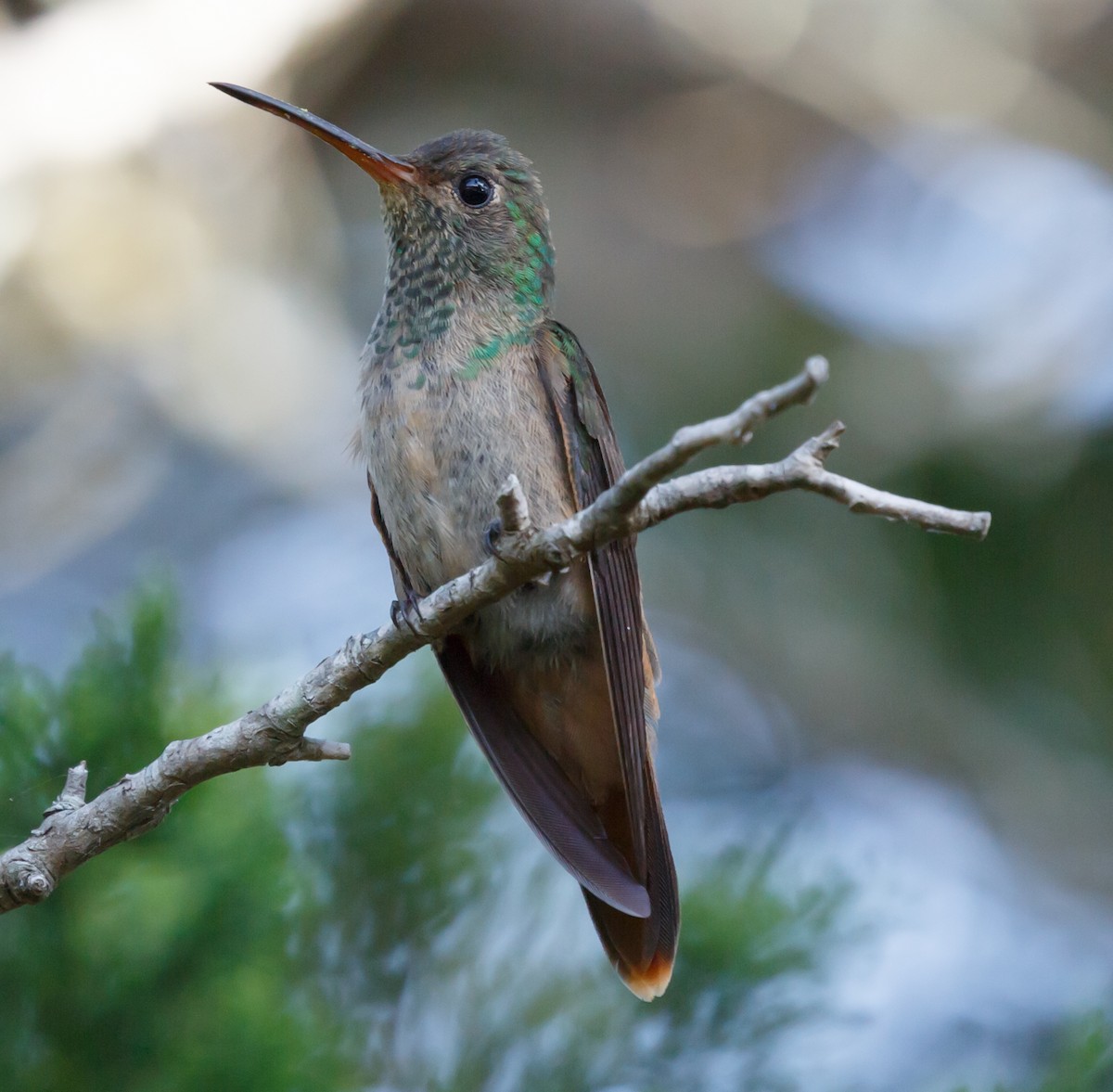 Buff-bellied Hummingbird - ML233690861
