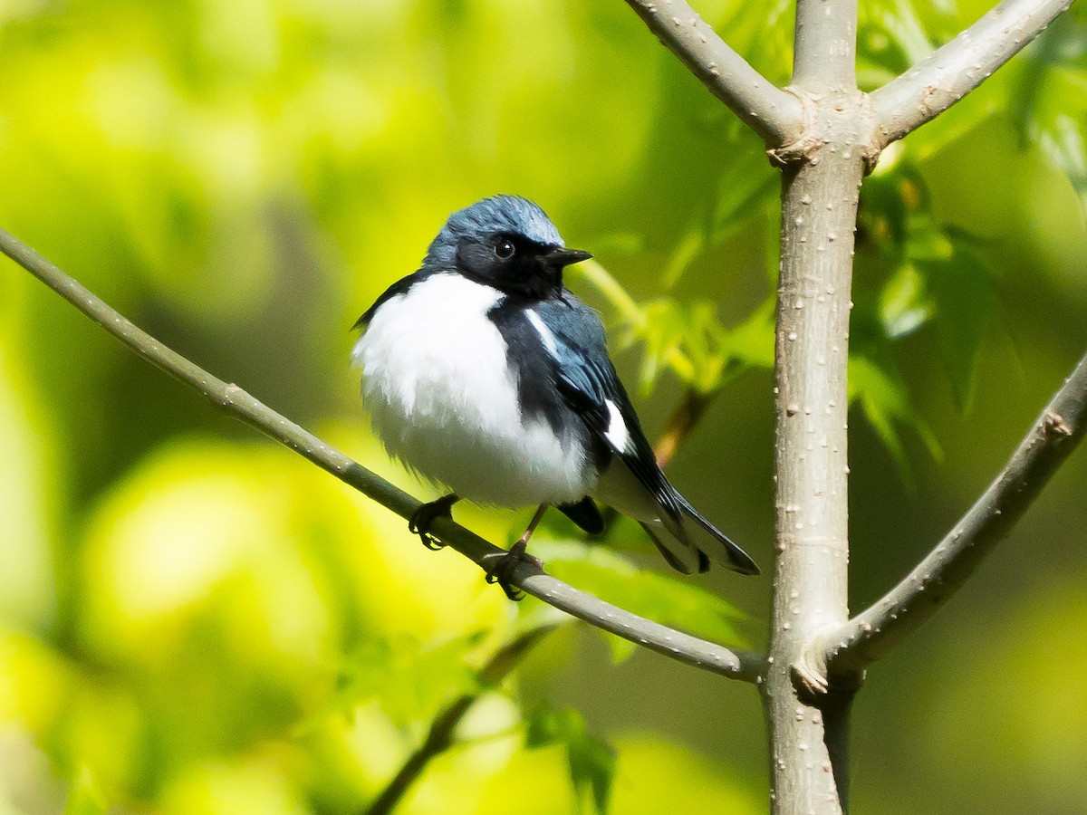 Black-throated Blue Warbler - ML233691021