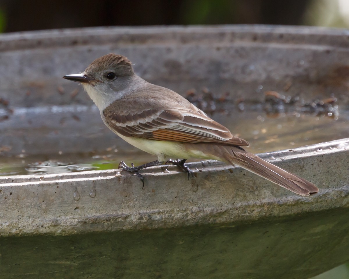 Ash-throated Flycatcher - Tara Randle