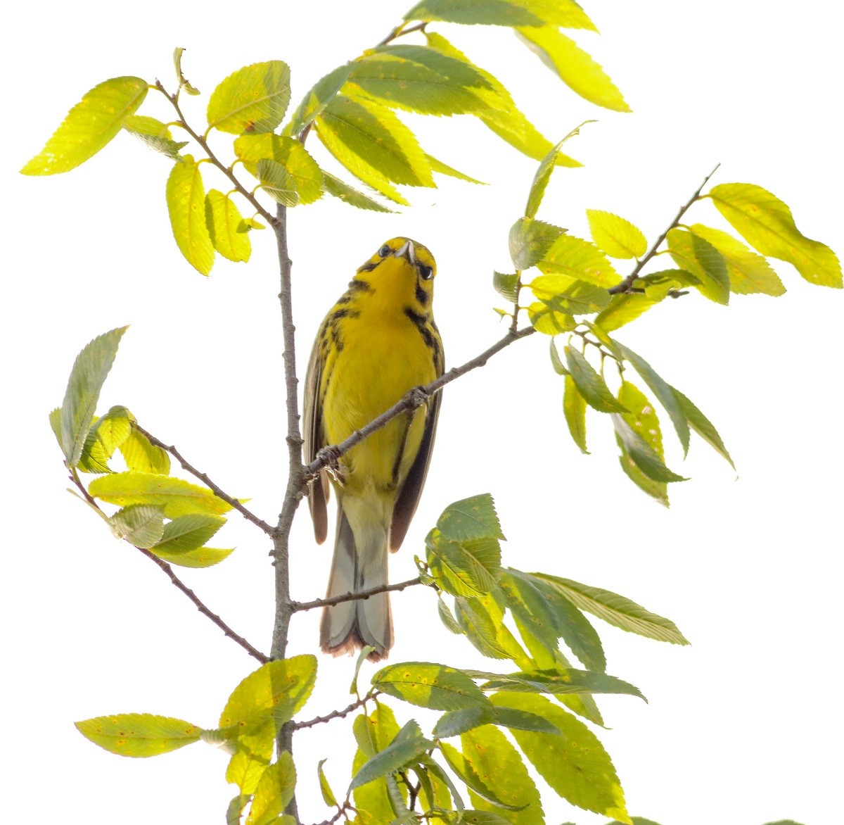 Prairie Warbler - Colette Micallef