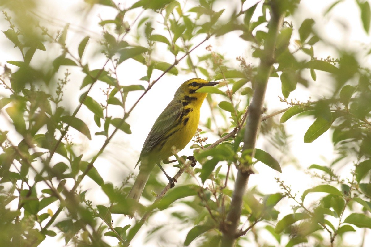 Prairie Warbler - Colette Micallef