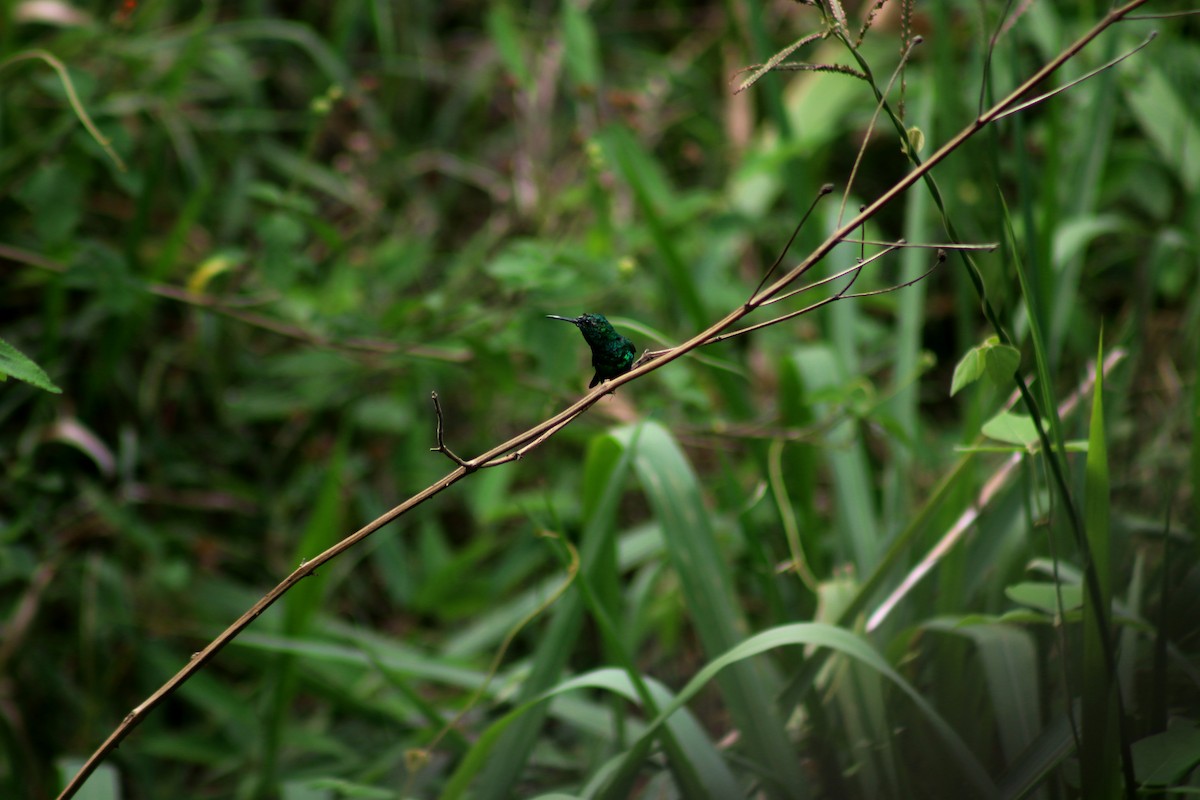 Gartensmaragdkolibri - ML233692701