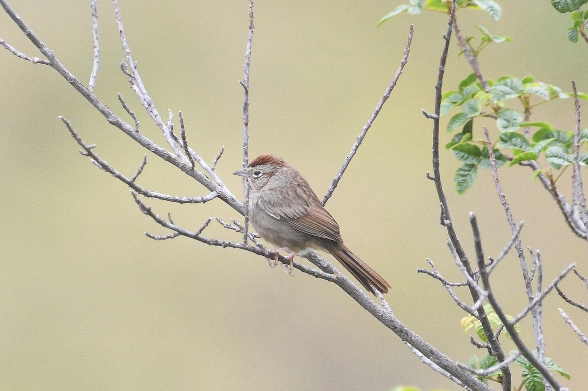 Rufous-crowned Sparrow - ML233693531