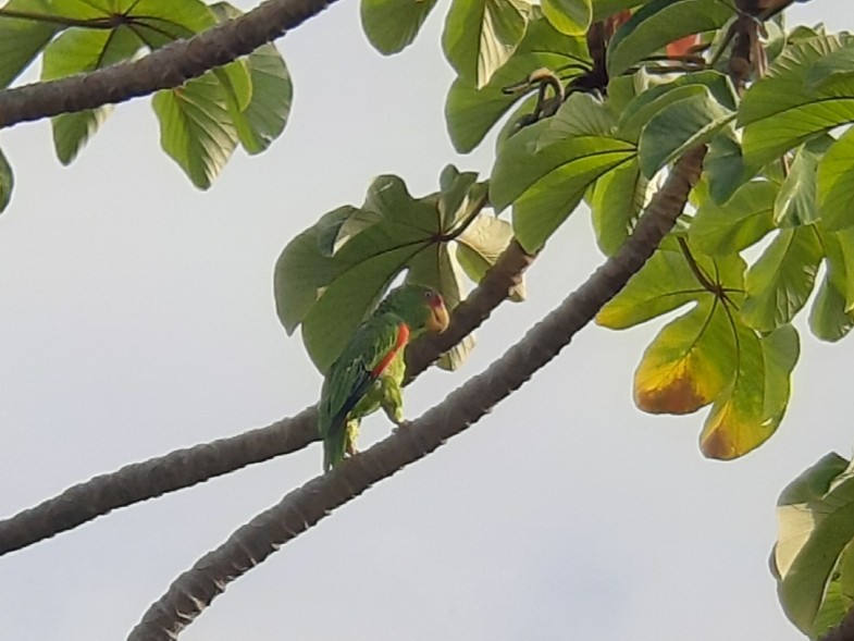 White-fronted Parrot - ML233694221