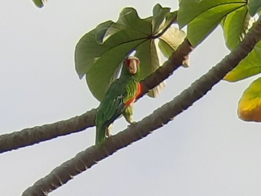 White-fronted Parrot - ML233694241