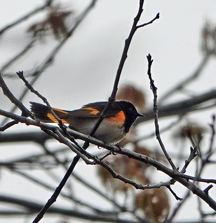 American Redstart - ML233694461