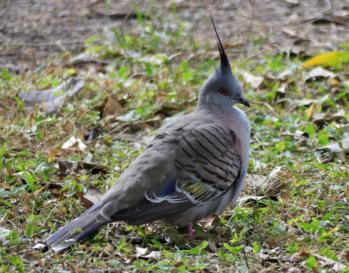 Crested Pigeon - ML233694781