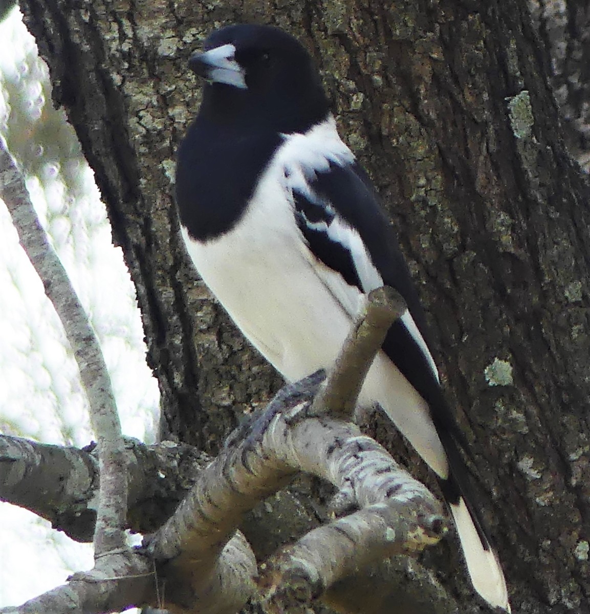 Pied Butcherbird - ML233695101