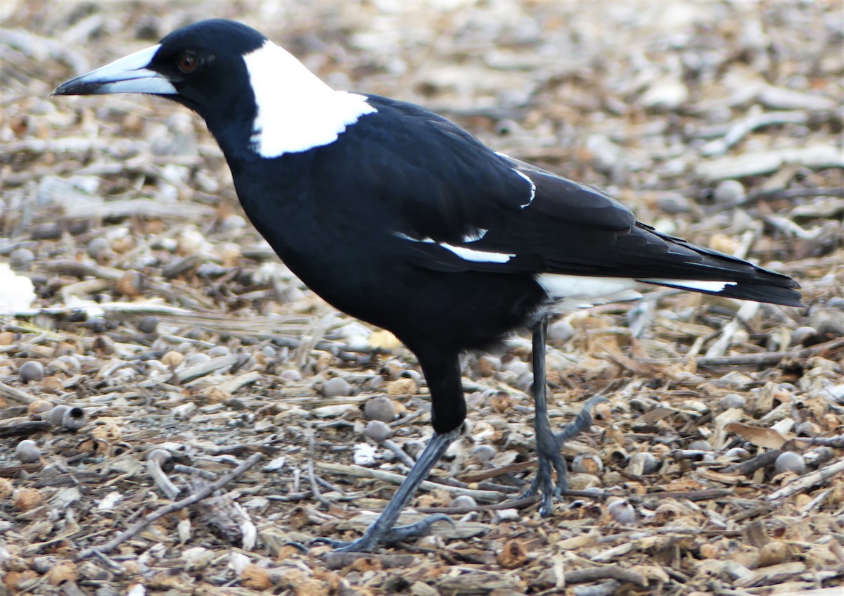 Australian Magpie - ML233695161