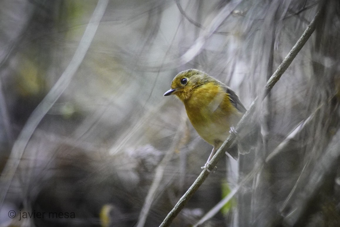 Rusty-breasted Antpitta - javier  mesa