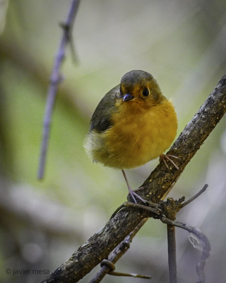 Rusty-breasted Antpitta - javier  mesa