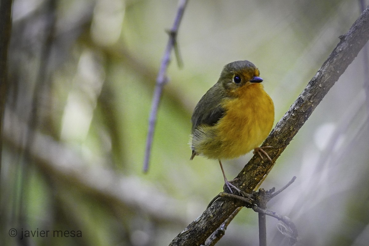 Rusty-breasted Antpitta - ML233695231