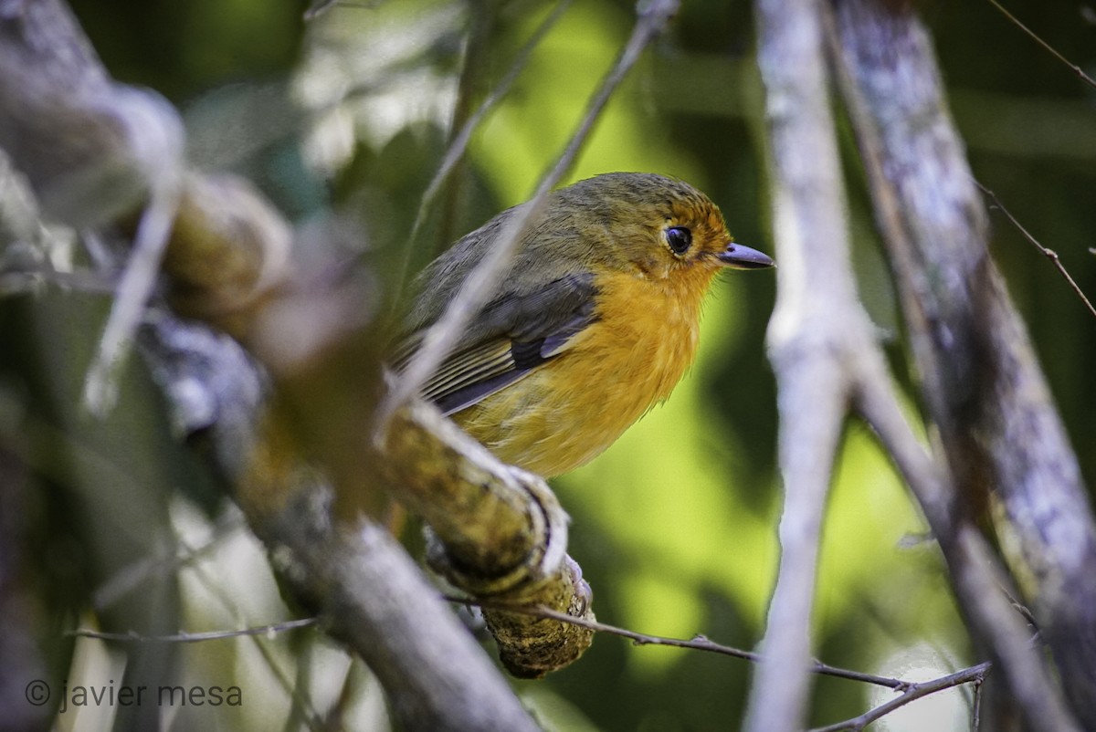 Rusty-breasted Antpitta - ML233695241