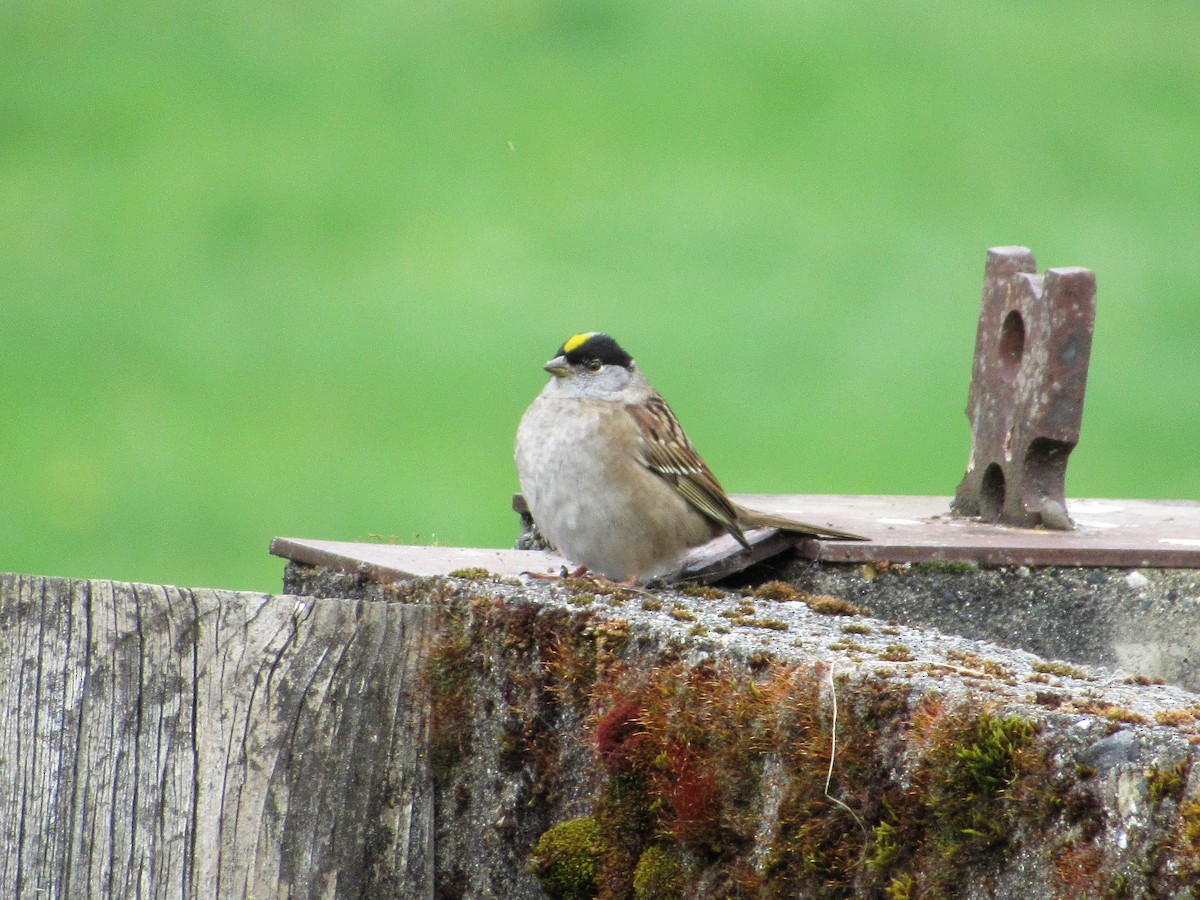 Golden-crowned Sparrow - ML233695581