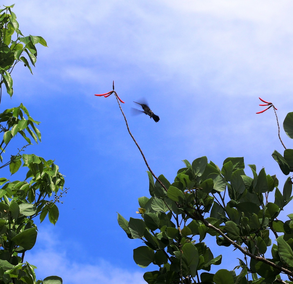 Long-billed Starthroat - ML233696731