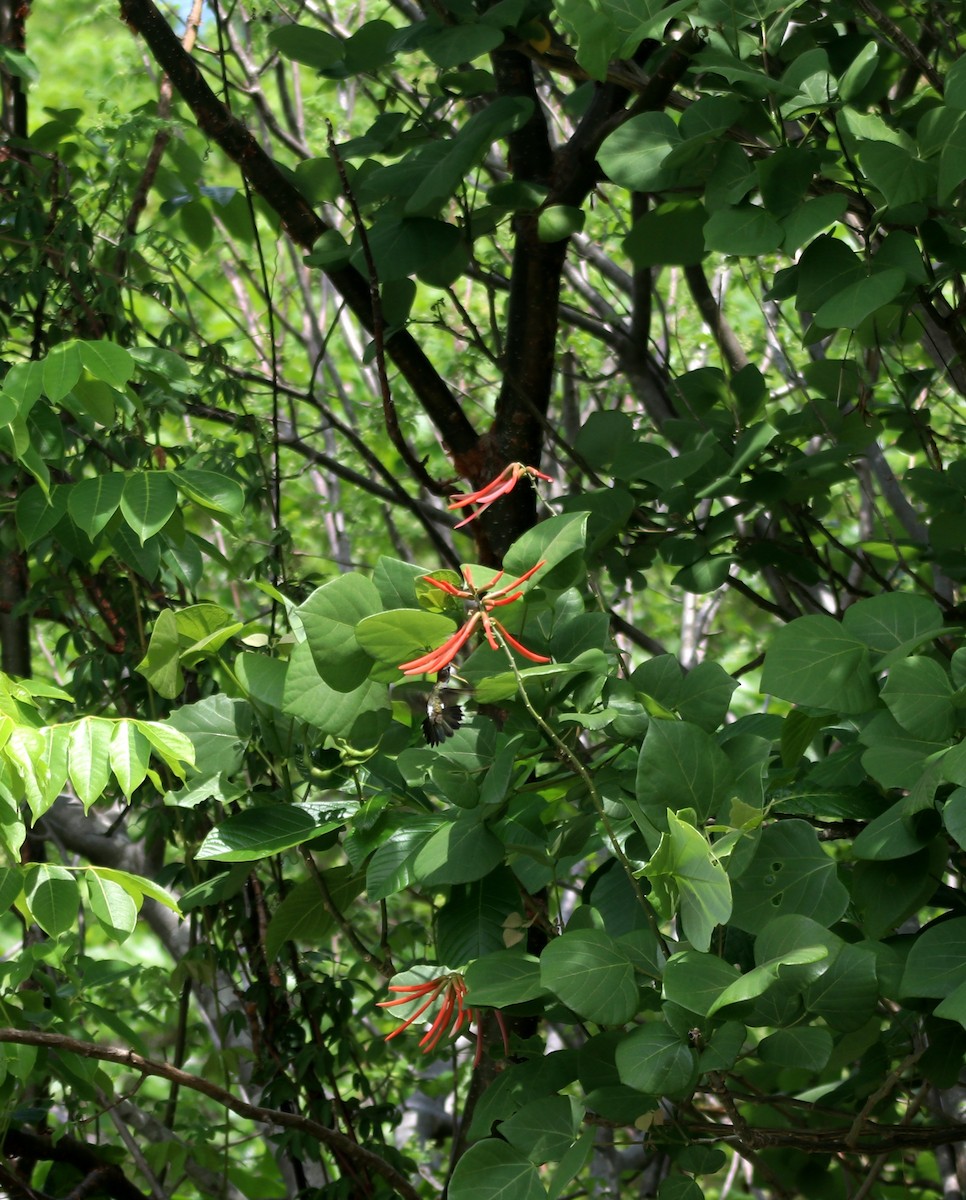 Long-billed Starthroat - ML233696761