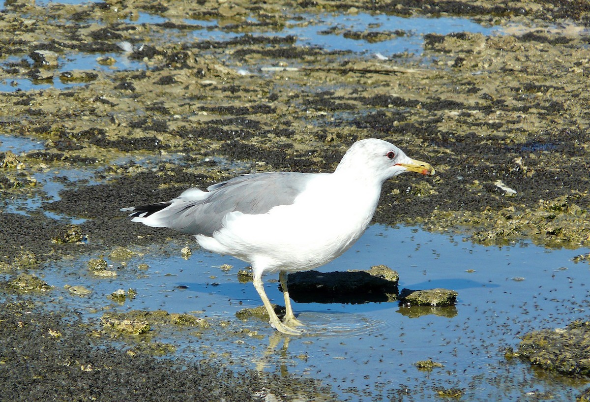 Gaviota Californiana - ML23369771