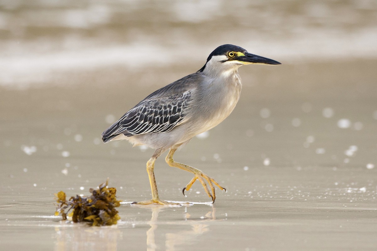 Striated Heron - ML233698061