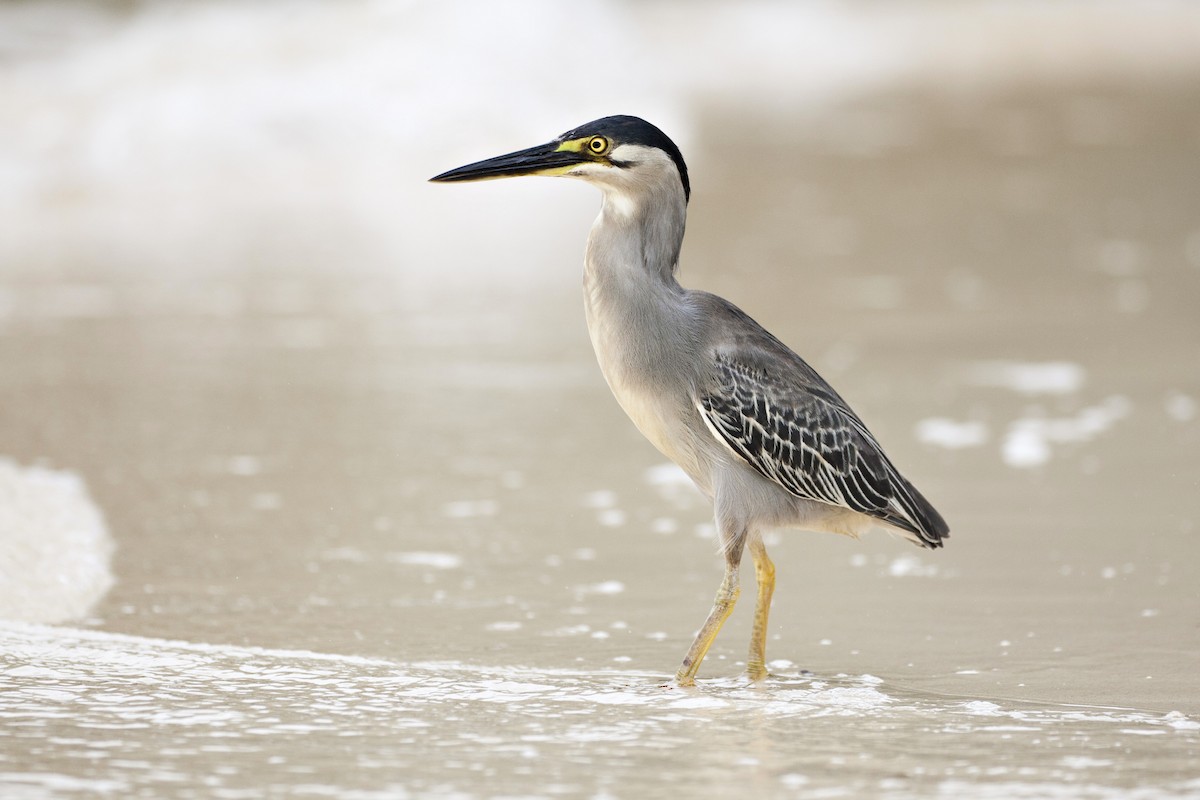 Striated Heron - ML233698081