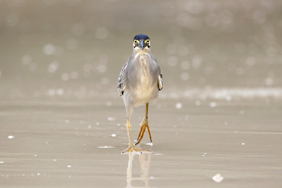 Striated Heron - ML233698101