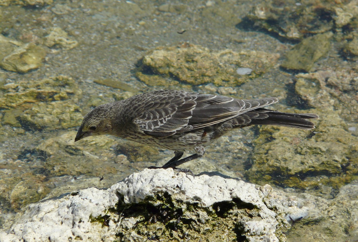 Brown-headed Cowbird - Cara Barnhill