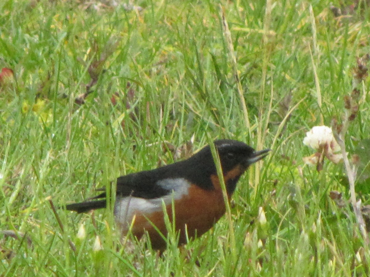 Black-throated Flowerpiercer - ML233699011