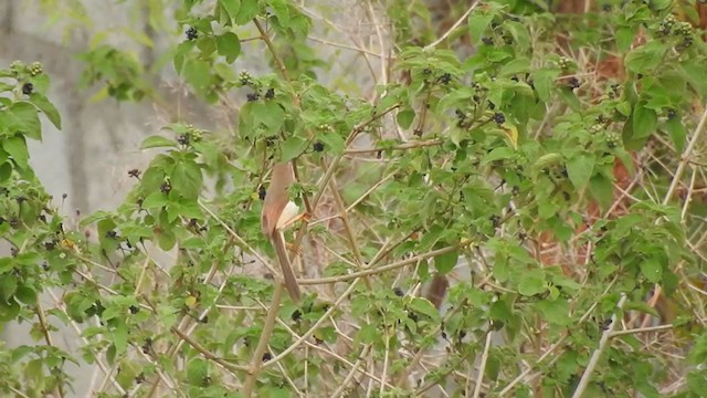 Yellow-eyed Babbler - ML233699431