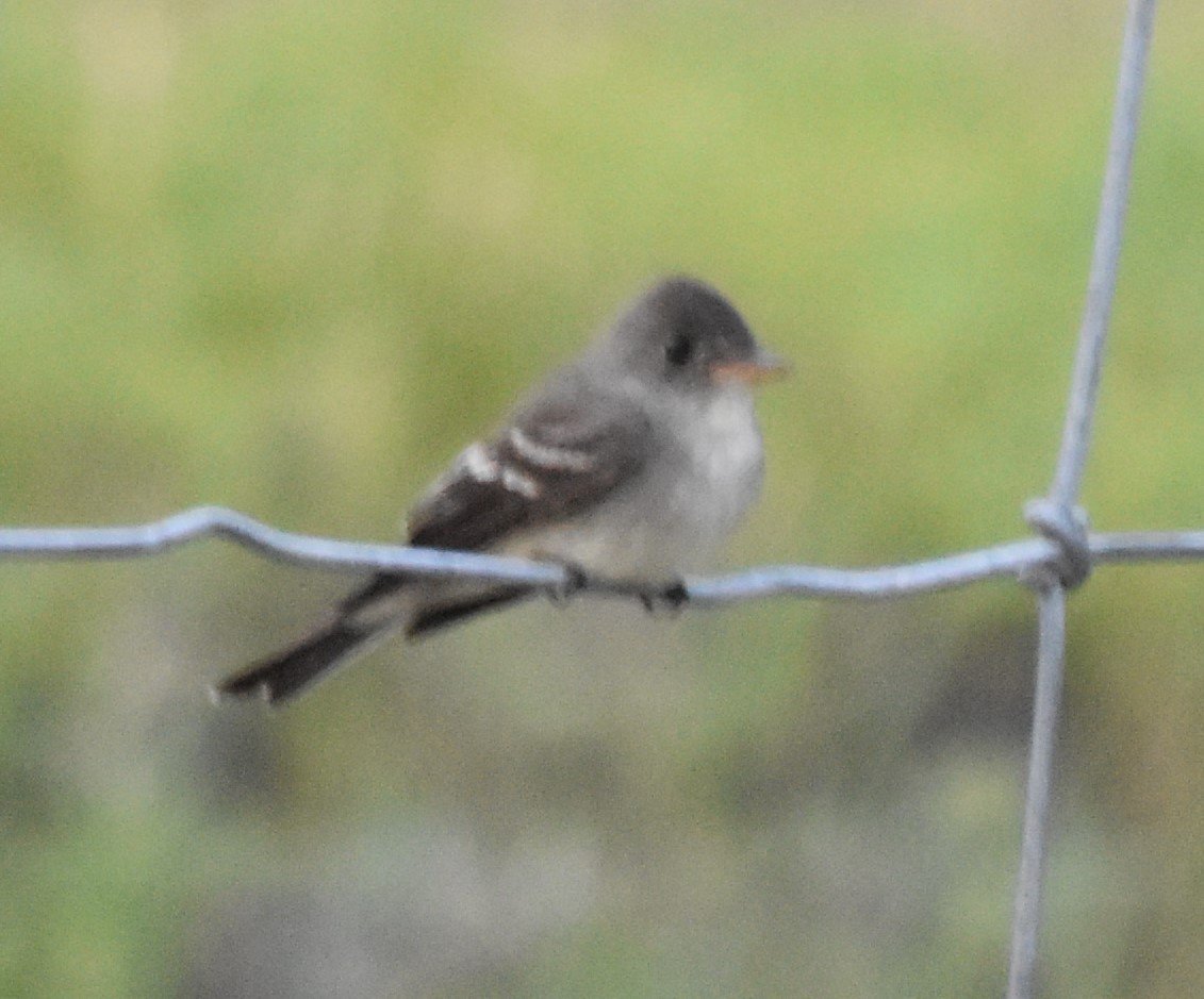 Eastern Wood-Pewee - ML233699481