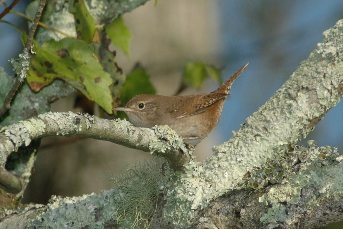 House Wren - ML23369991