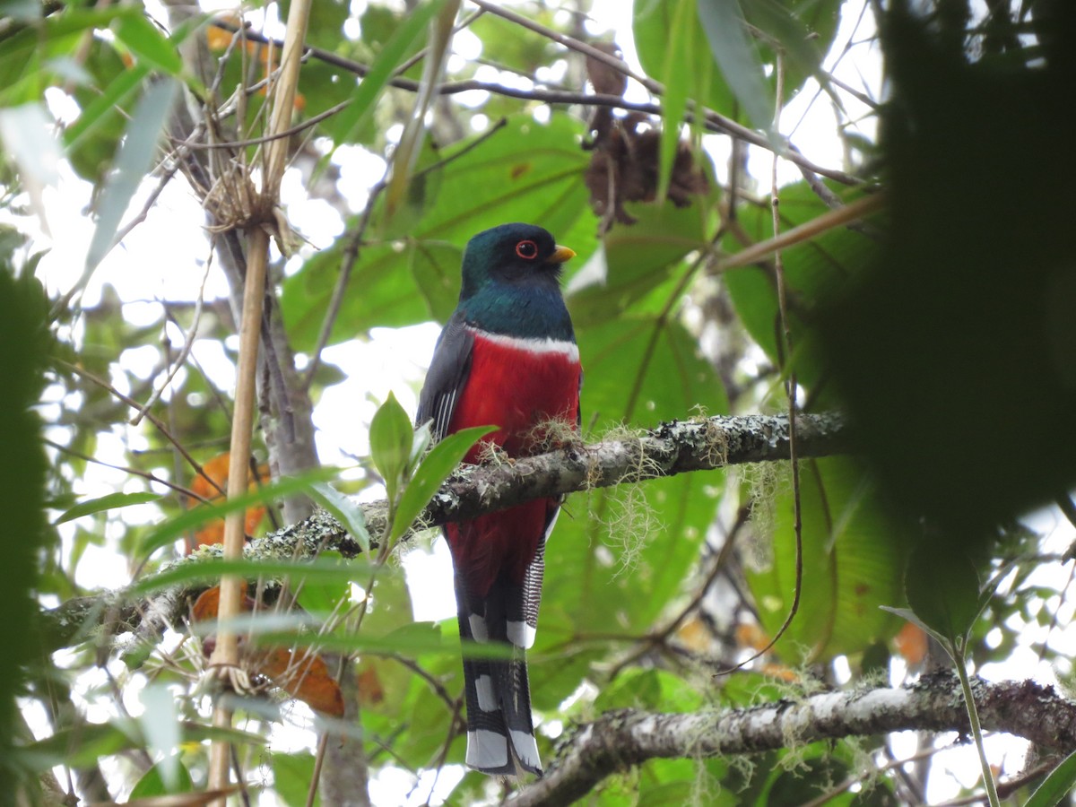 Masked Trogon - Río Abiseo