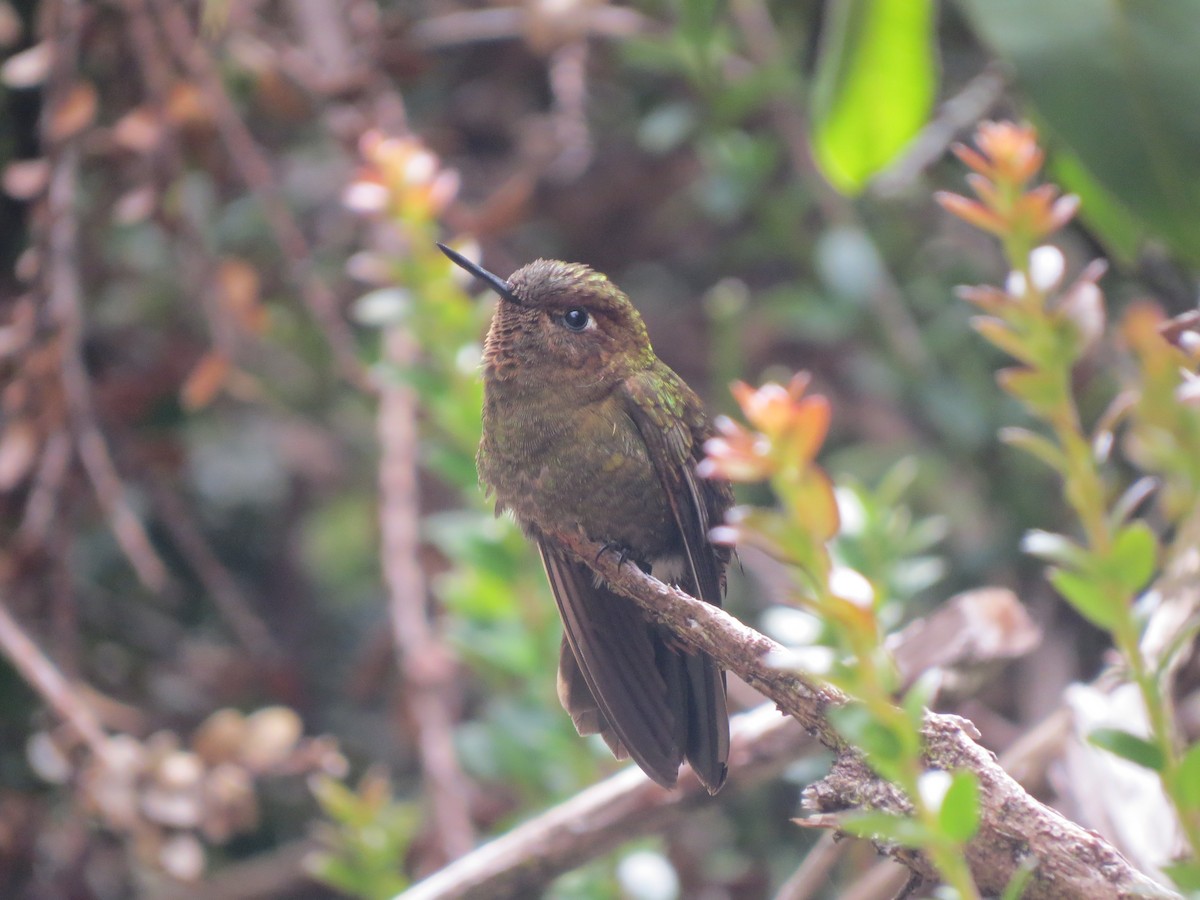 Coppery Metaltail - Río Abiseo