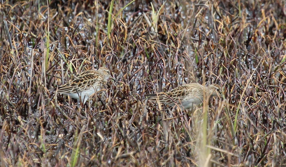 Pectoral Sandpiper - John Maniscalco