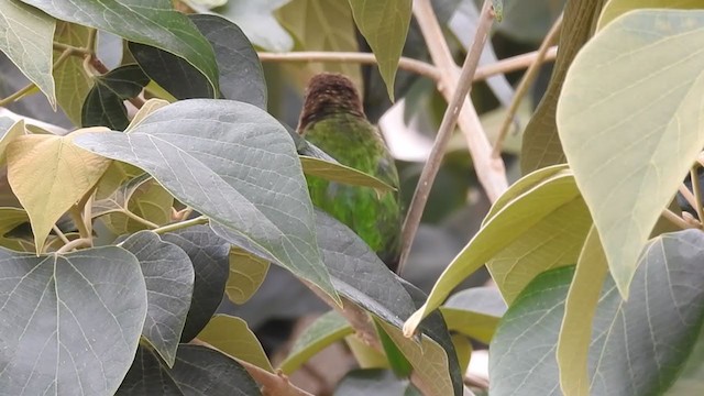 White-cheeked Barbet - ML233701391