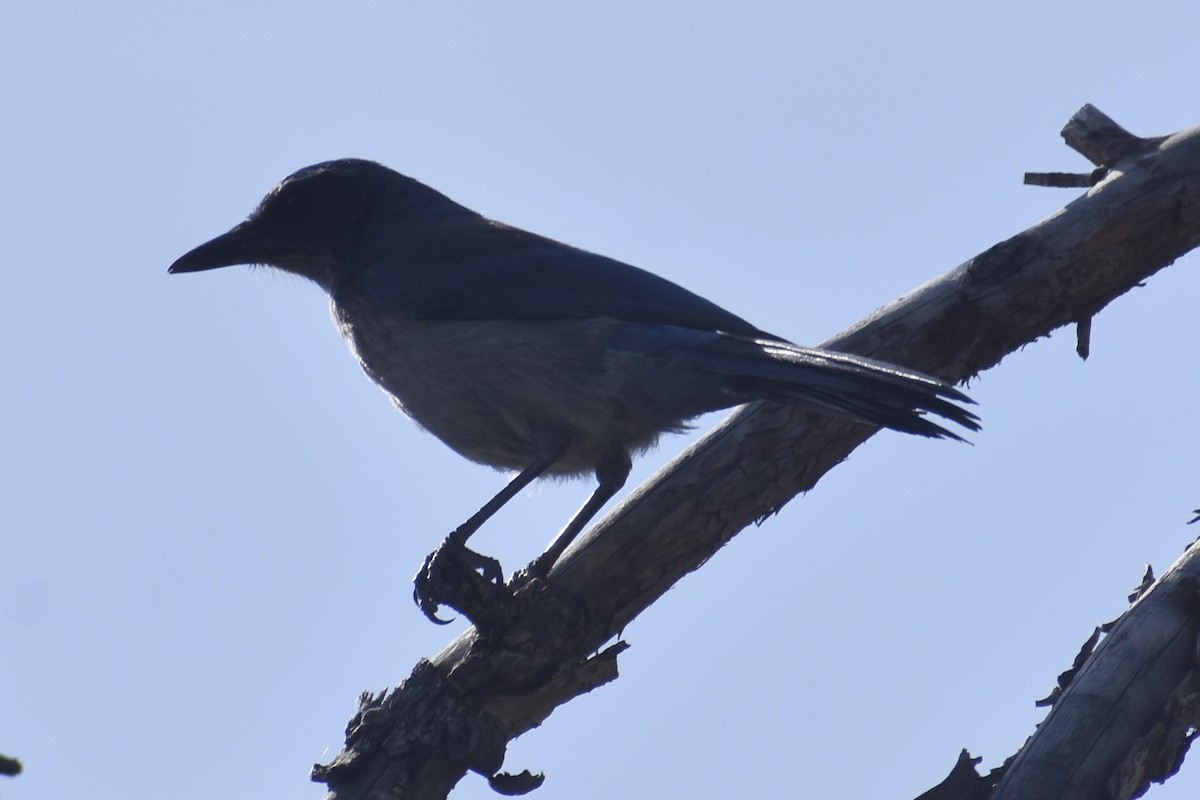 jay sp. - ML233703191